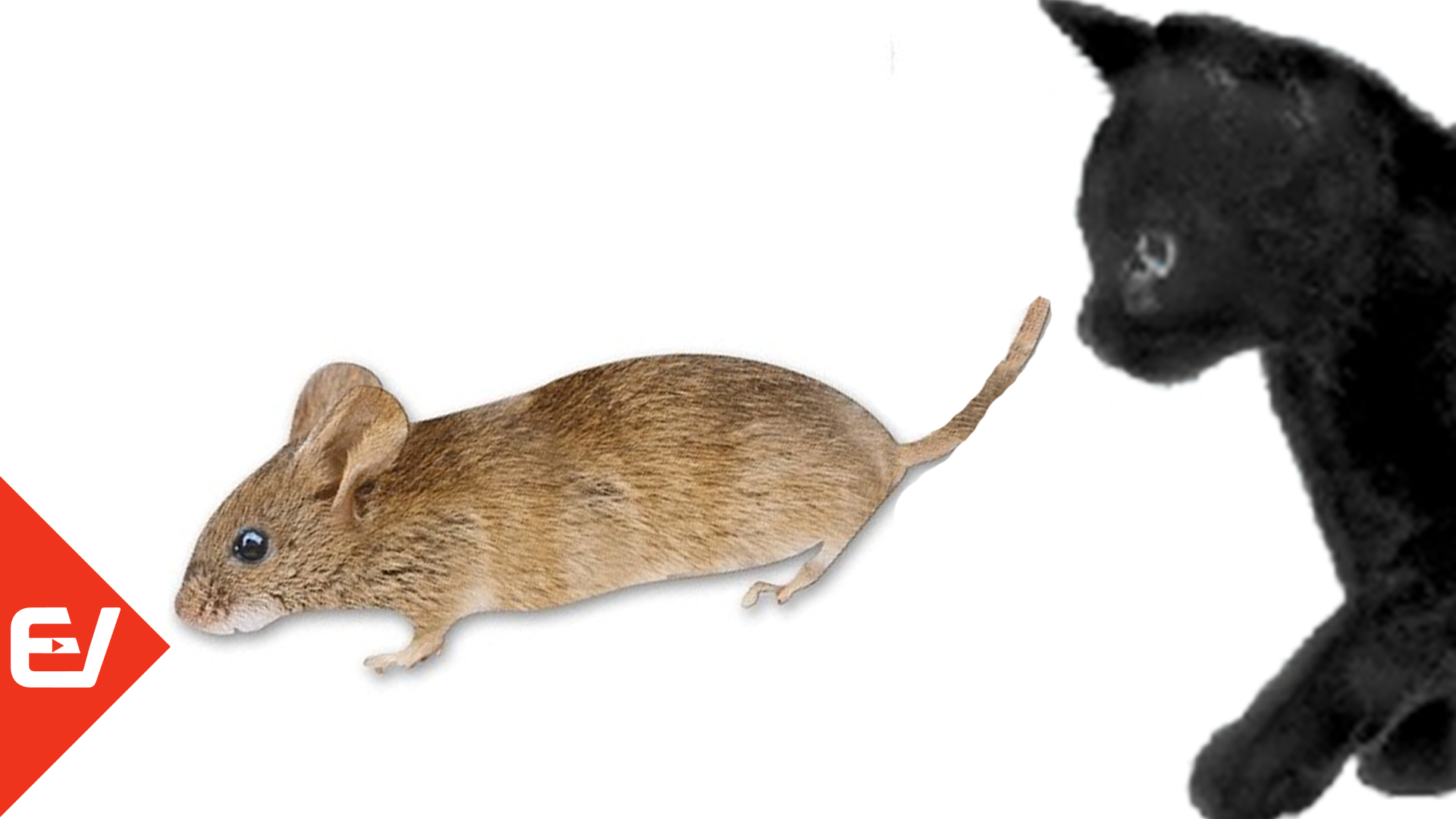 Видео где бегает мышка. Мышка бегающая по экрану для кота. Бегающая мышка для кошки. Мышь на экране для кошки. Мышки для котов на экране.