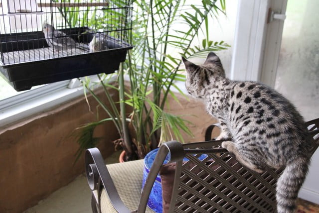 F1 Savannah cat wanting to hunt caged bird