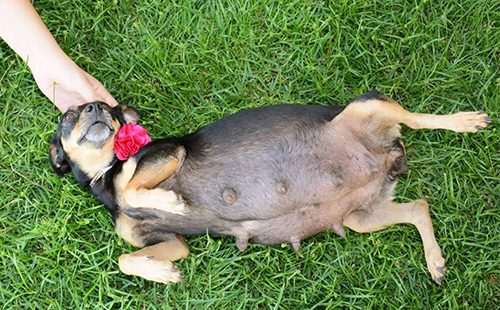 Беременная собака лежит на спине