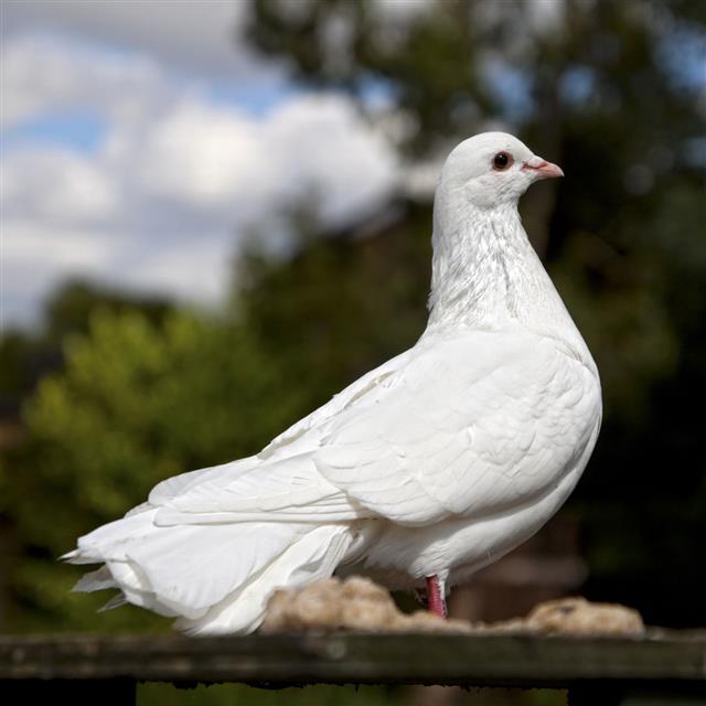 White Dove Perched On A Rail