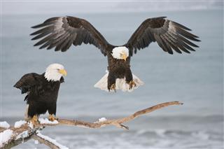 Bald Eagles