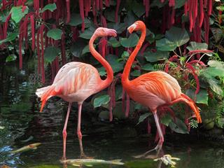 Flamingo couple facing each other standing in pond with coi fish
