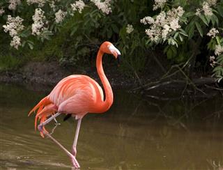 Flamingo with reflection
