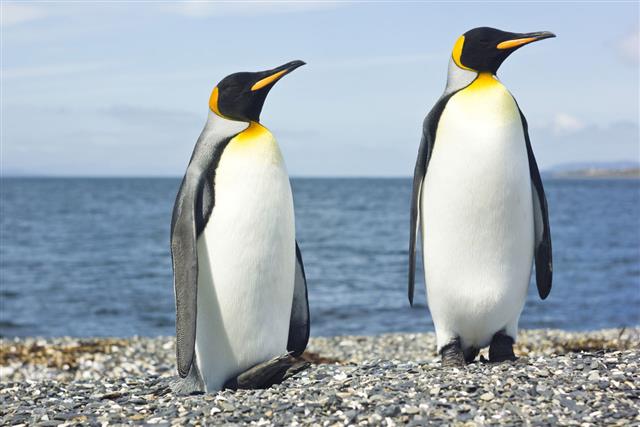 two king penguins