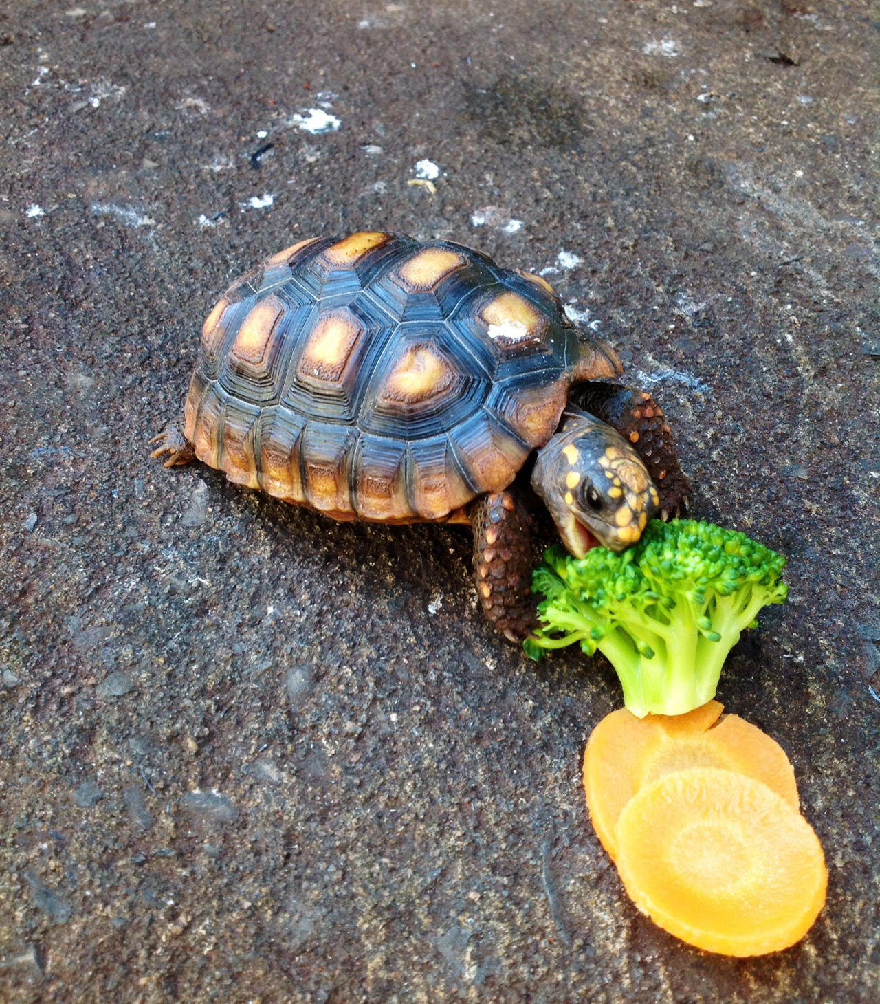 Овощ черепаха. Сухопутная черепаха. Черепашки домашние. Черепашки Сухопутные домашние. Маленькая сухопутная черепашка.