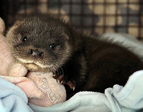 Содержание выдры в домашних условиях: плюсы и минусы