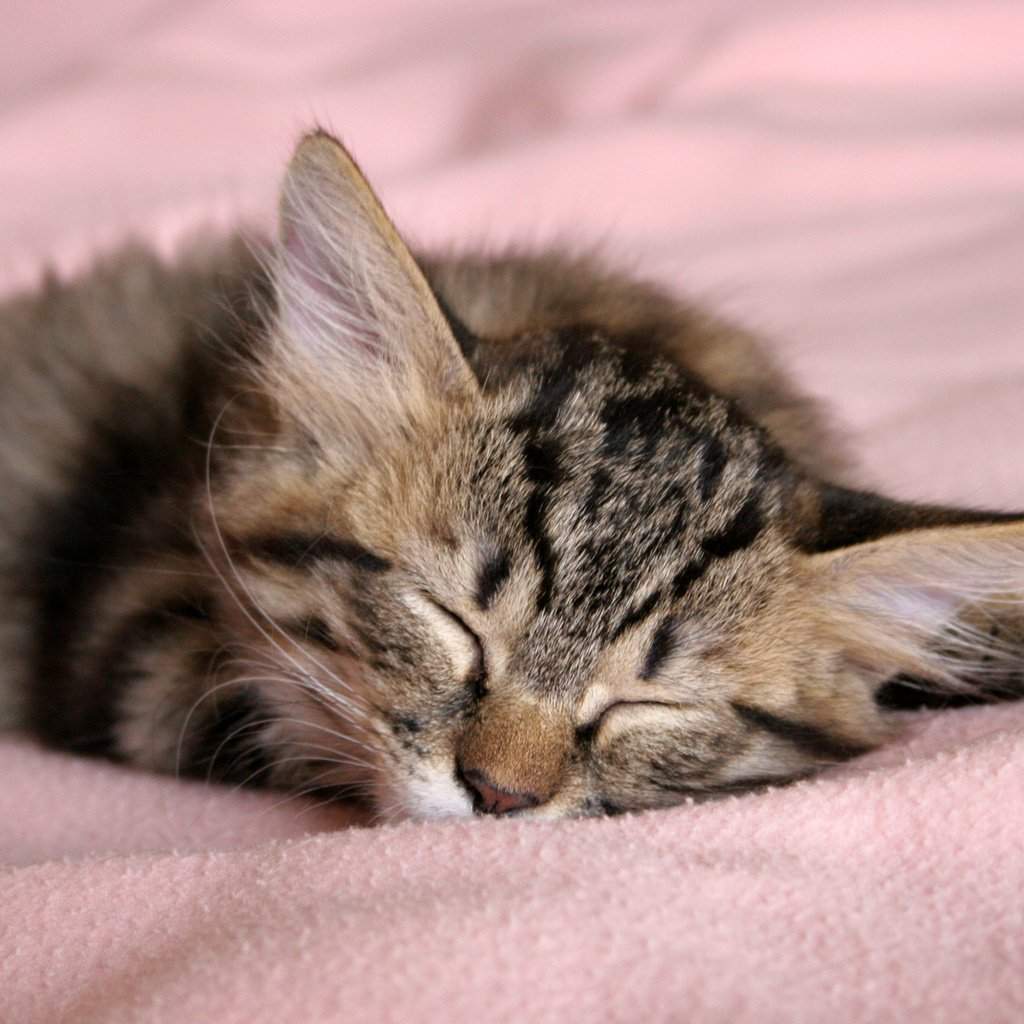 Красивый котенок во сне. Спящие котики. Милые котики. Красивые спящие котята.