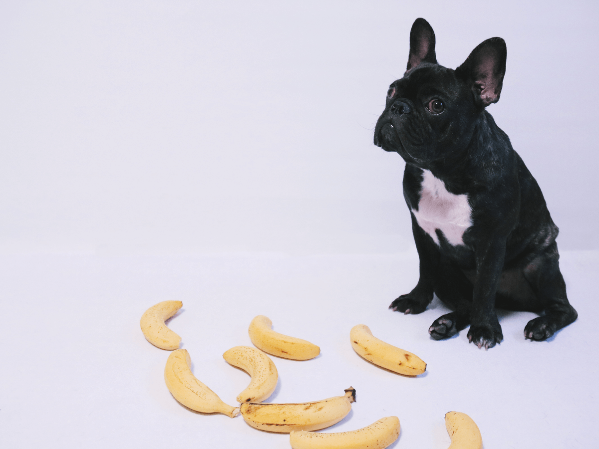 Можно собакам картошку. Собака картошка. Собака ест банан. Собаки могут есть бананы. Собака кушает банан.