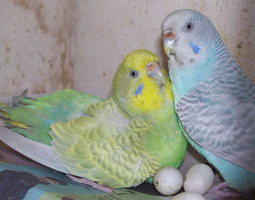 Волнистый попугай уход и содержание размножение