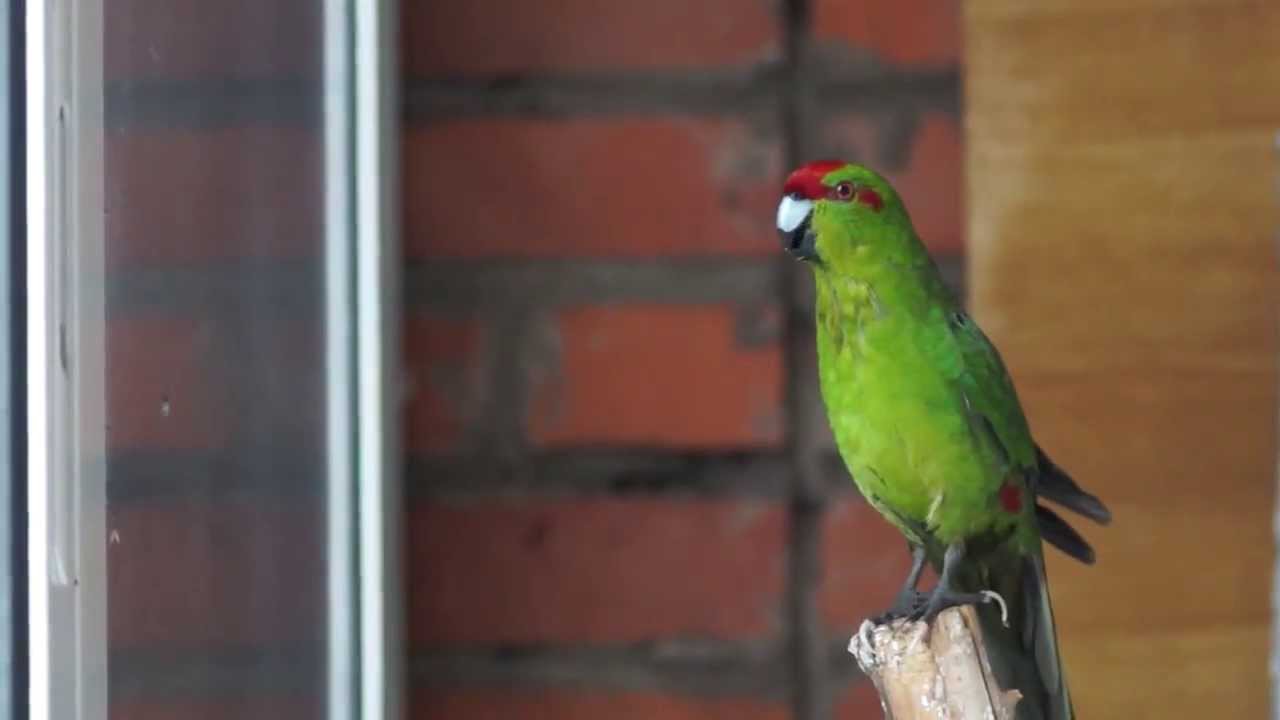 Cколько живут какарики в домашних условиях?