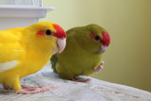 Виды попугаев какариков