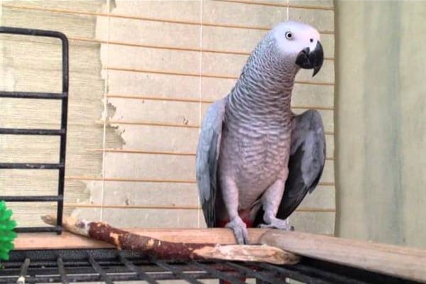 Попугай на клетке
