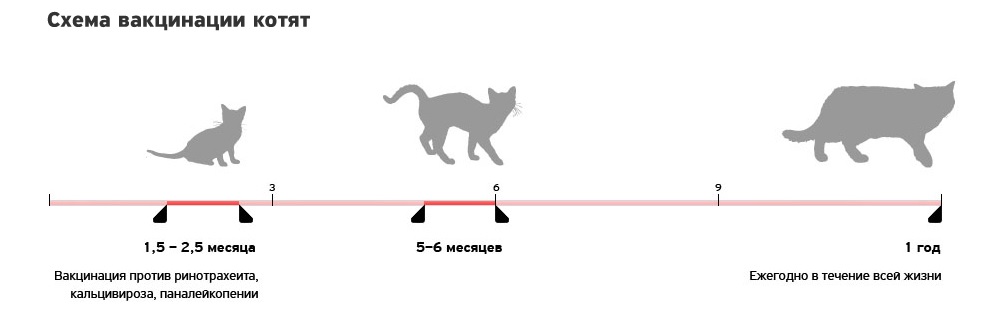 В каком месяце котенку делают прививки. Схема прививок для котят от рождения до года. Какие прививки делают котам в 1 год. Какие прививки необходимо сделать коту?. Какие прививки делают котам в 3 года.