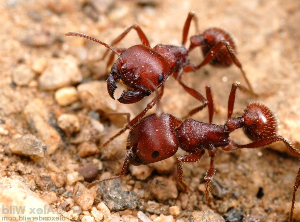 Огненный муравей