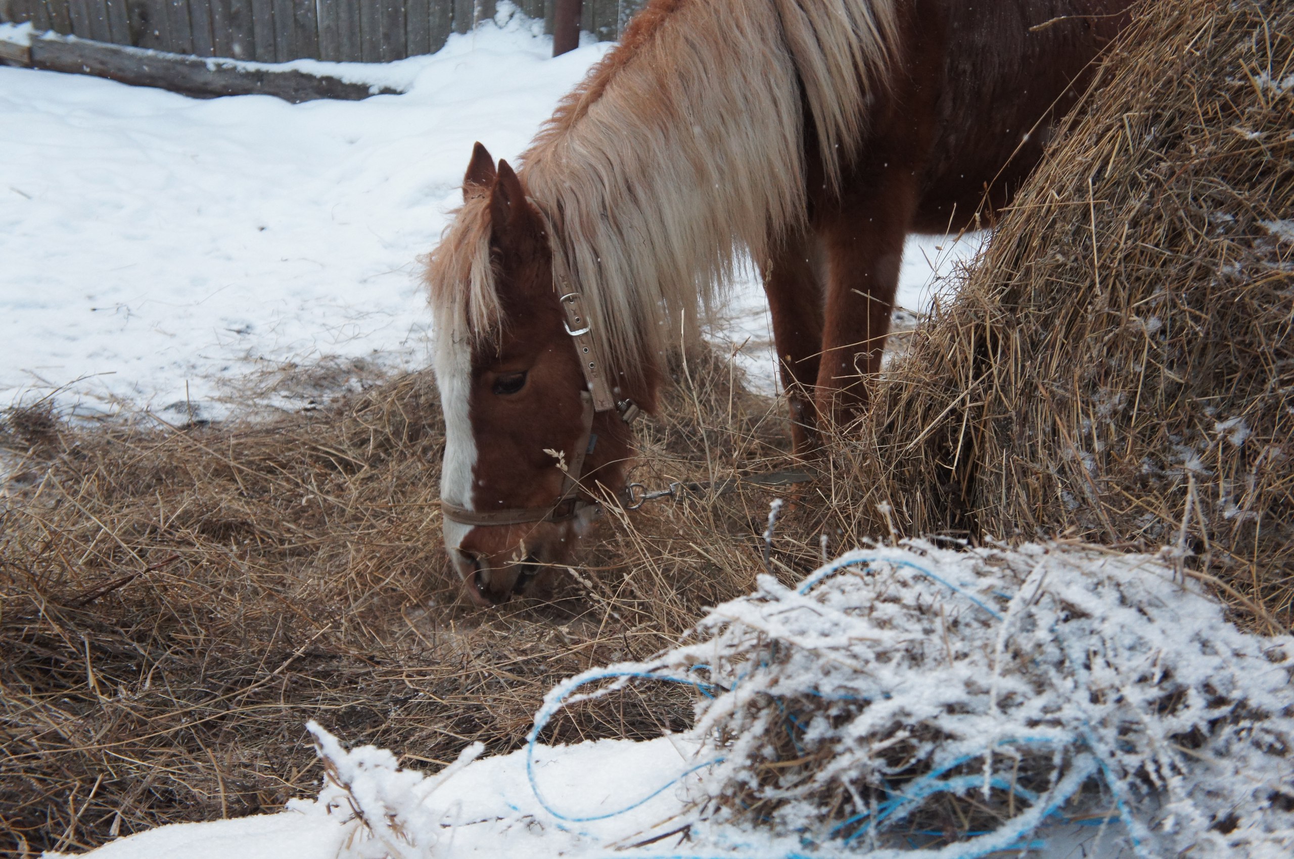 Лошадь сено в день. Лошади зимой. Лошади в деревне. Конюшня зимой. Домашняя лошадь.