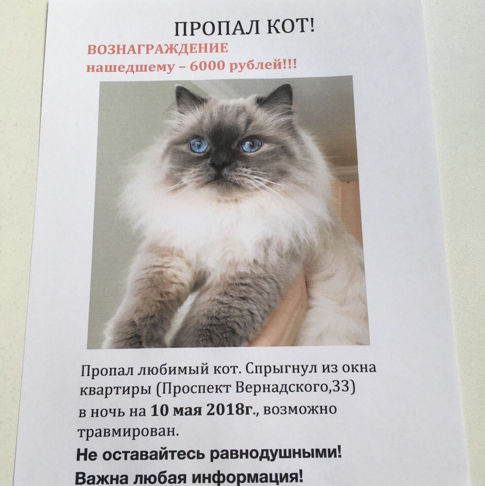 Объявление о потере кота образец