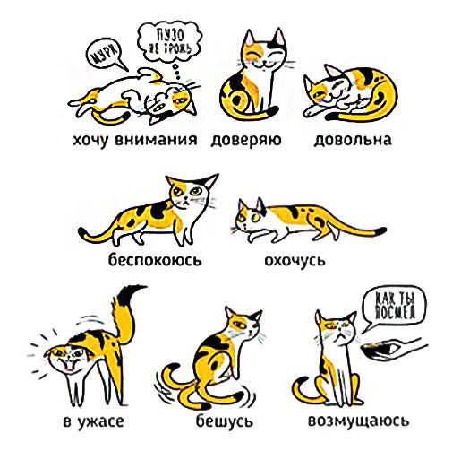 Жесты кошек. Язык телодвижений кошек. Как переводится кошки