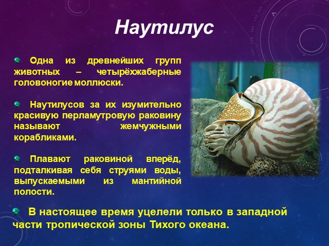 Какую функцию выполняет моллюск. Представители головоногих моллюсков. Сообщение по биологии о моллюсках. Сообщение о моллюсках. Класс головоногие моллюски Наутилус.