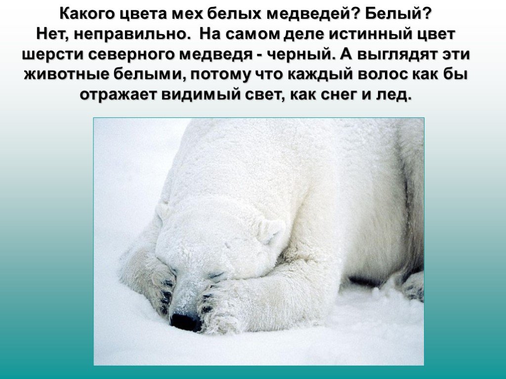 Какого цвета медведь. Приспособленность белого медведя к среде обитания. Цвет шерсти белого медведя. Среда обитания белого медведя. Какого цвета белый медведь.