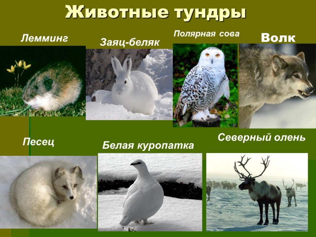 Какие звери находятся. Кто живёт в тундре из животных. Северный олень,лемминги,песцы,белая куропатка,Полярная Сова.. Животный мир тундры в России. Животные на т.