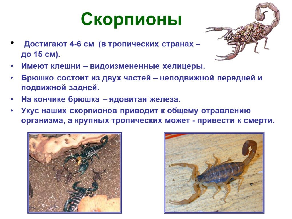 Какой тип характерен для азиатского скорпиона. Скорпион краткое описание. Скорпион презентация. Доклад про скорпиона. Скорпион доклад 4 класс.