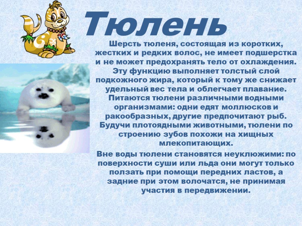 Сообщение описание. Доклад про тюленя. Рассказ о тюлене. Рассказ о тюленях для дошкольников. Рассказ о морском котике.