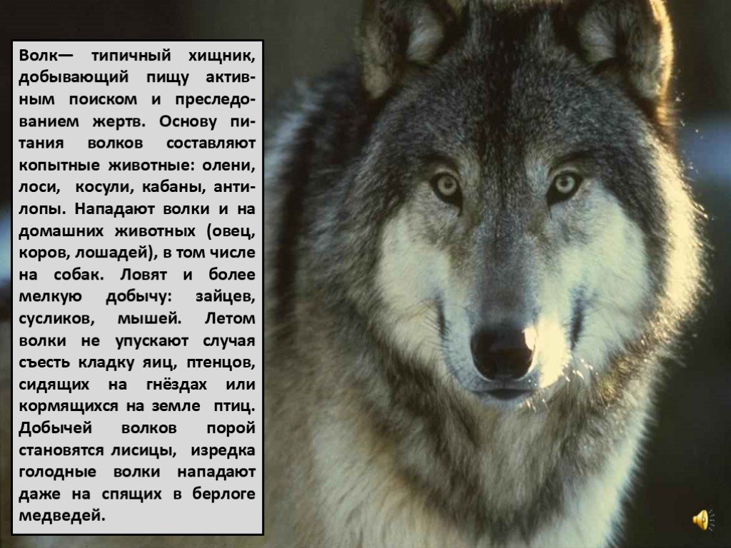 Текст волк и собака. Характеристика волка. Проект на тему волк. Волк краткое описание. Небольшое описание волка.