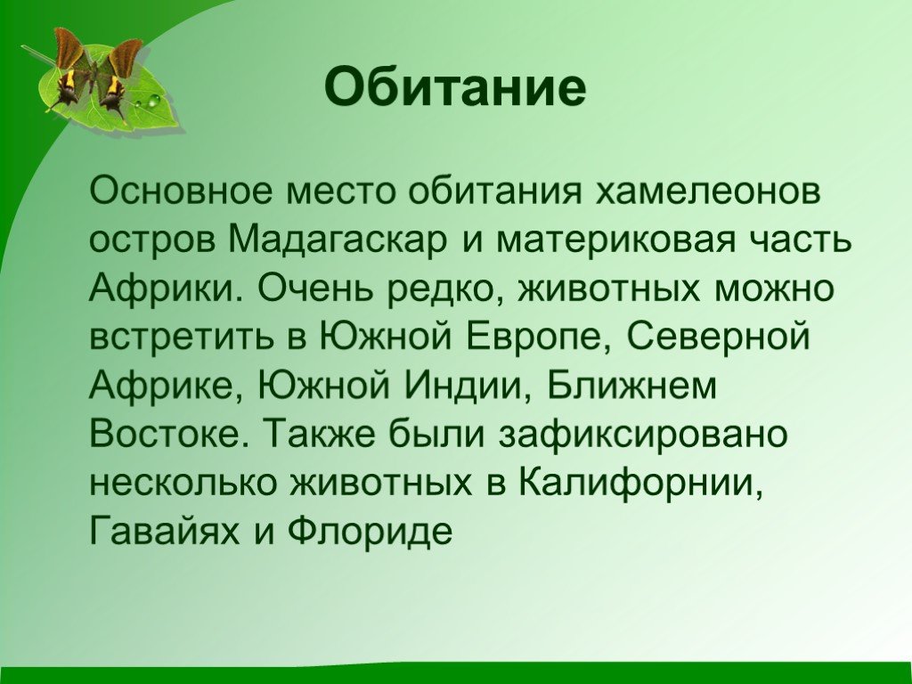 3 класс доклад про. Хамелеон доклад 3 класс. Рассказ про хамелеона. Хамелеон презентация. Презентация про хамелеона 1 класс.