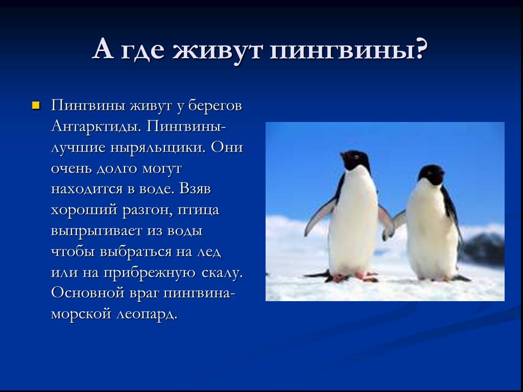 В какой стране живут пингвины