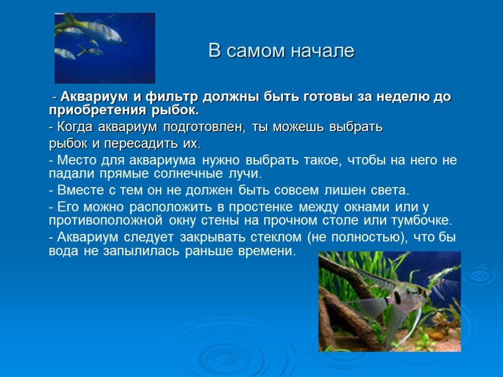 Какие организмы живут в аквариуме биология 5. Презентация на тему аквариум. Экосистема аквариума обитатели. Сообщение на тему аквариум. Презентация по теме аквариум и его обитатели.