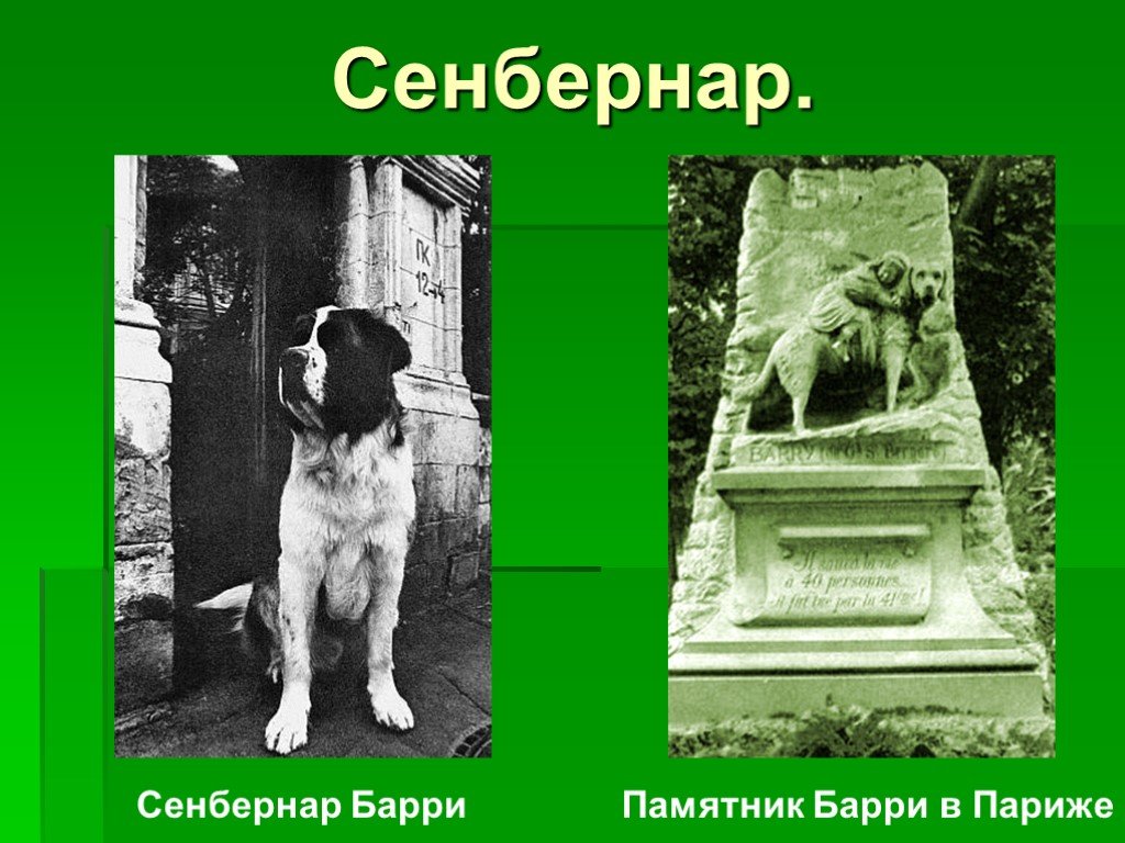 Сенбернар барри. Памятник сенбернару Барри в Париже. Памятник собаке Барри. Памятник собаке Барри в Париже. Памятник собаке сенбернару Барри в Париже.