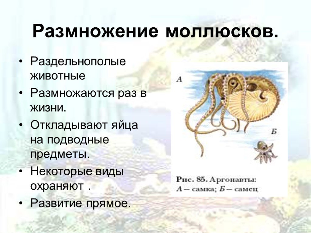 Развитие головоногих. Половая система головоногих моллюсков таблица. Головоногие моллюски Тип размножения. Половая система головоногих моллюсков 7 класс. Размножение головоногих моллюсков схема.