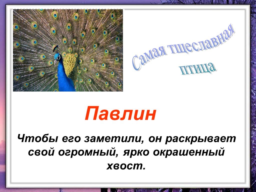 Раскрыть заметить. Загадка о Павлине. Интересное о Павлине для детей. Факты о павлинах. Стих о Павлине для детей.