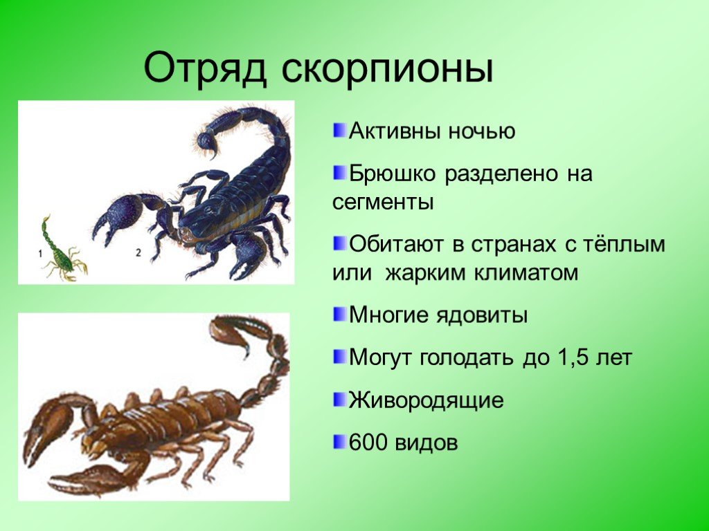 Какой тип развития характерен для скорпиона. Паукообразные отряд Скорпионы. Отряд Скорпионы общая характеристика. Признаки отряда скорпионов. Скорпион описание.