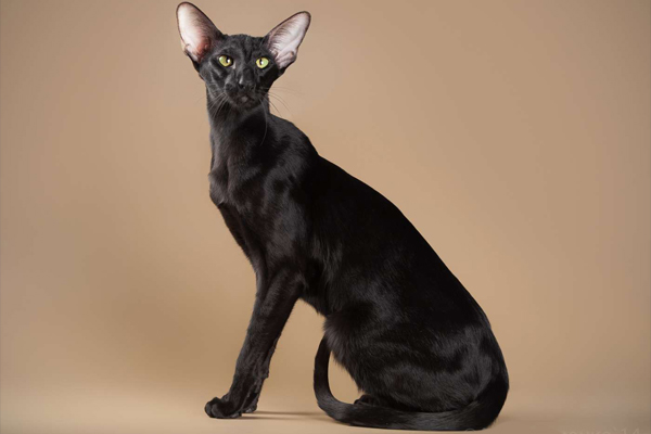 Черный (эбони) ориентальный кот