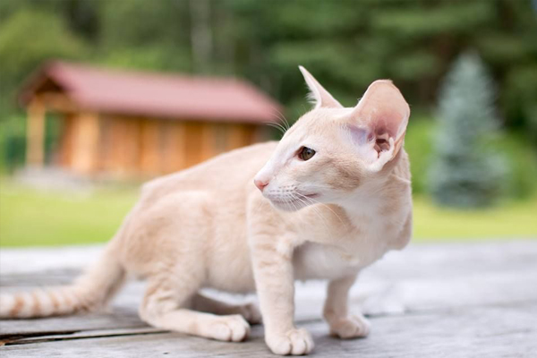 Ориентальная кошка с белым окрасом