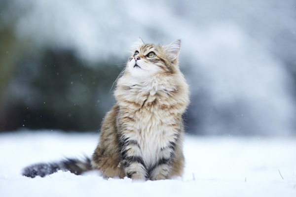 Кот смотрит на снег