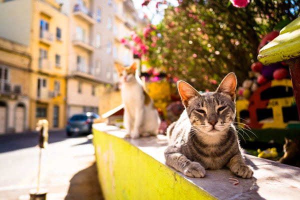 Коты пекутся на солнце