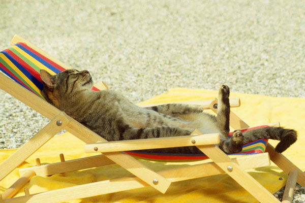 Кот лежит на пляже