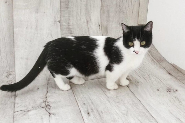 черно белая кошка