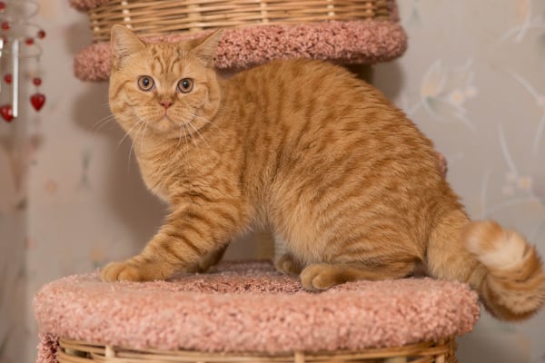 британская кошка красного рыжего окраса