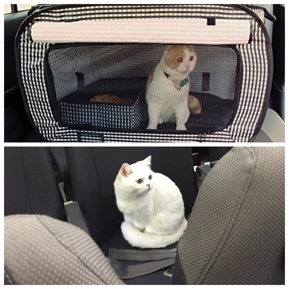 В самолет можно кот. Переноска для кота в машину. Перевозка кошек в автомобиле. Автоперевозка для кошек. Сетка в машину для кошек.