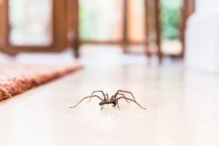 Виды пауков, поселяющихся в жилье человека
