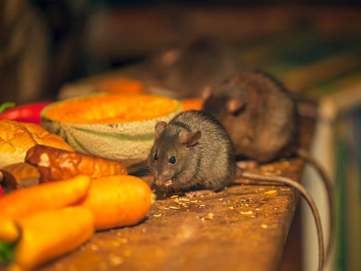 Рацион питания мышей