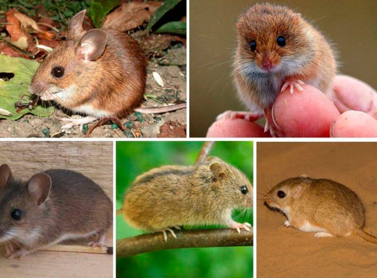 Виды мышей с фото и названиями