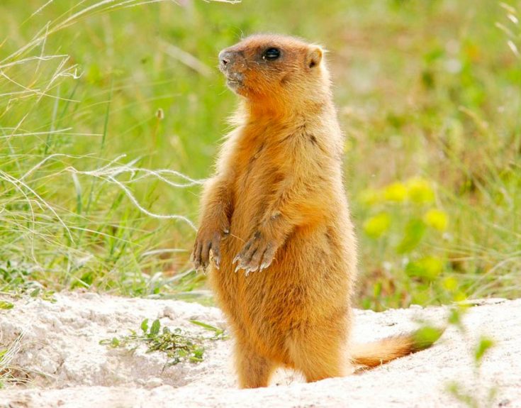 Сурок-байрак