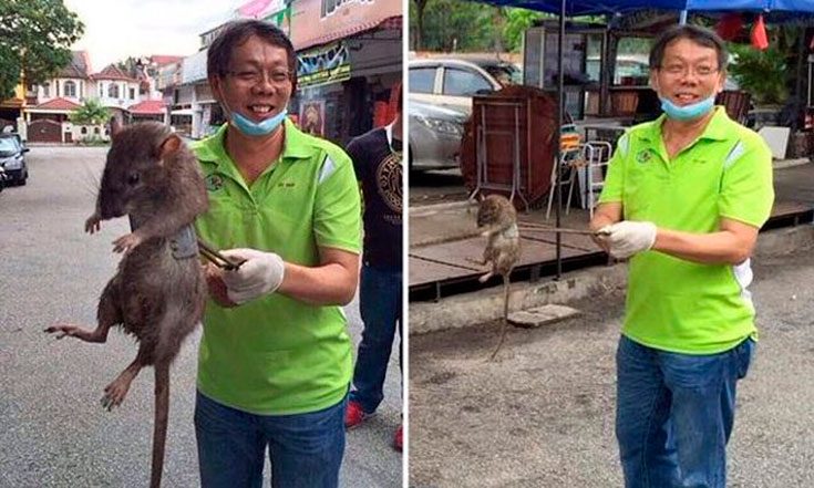 До каких размеров вырастают грызуны