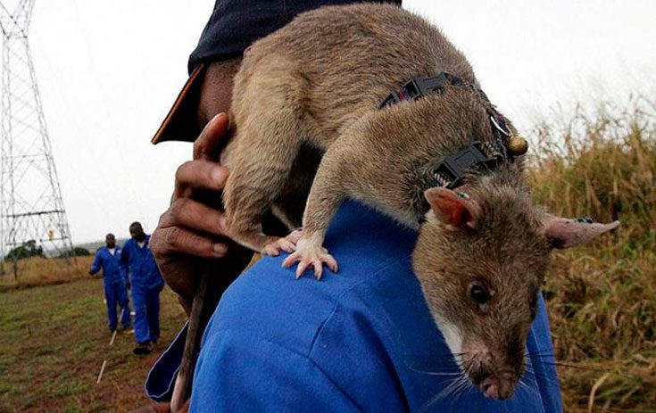 Крупные разновидности крыс