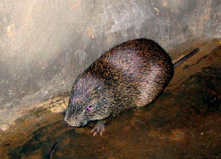 Крыса тростниковая