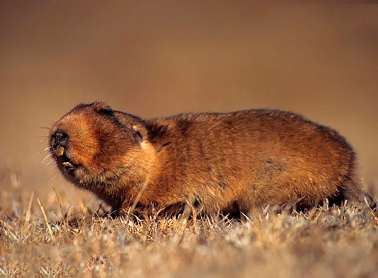 Крыса бамбуковая